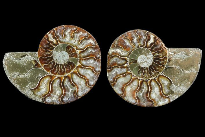 Cut & Polished Ammonite Fossil - Agatized #78392